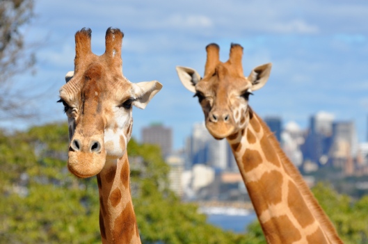 Aww, how cute! Giraffes with Sydney skyline in the background. 